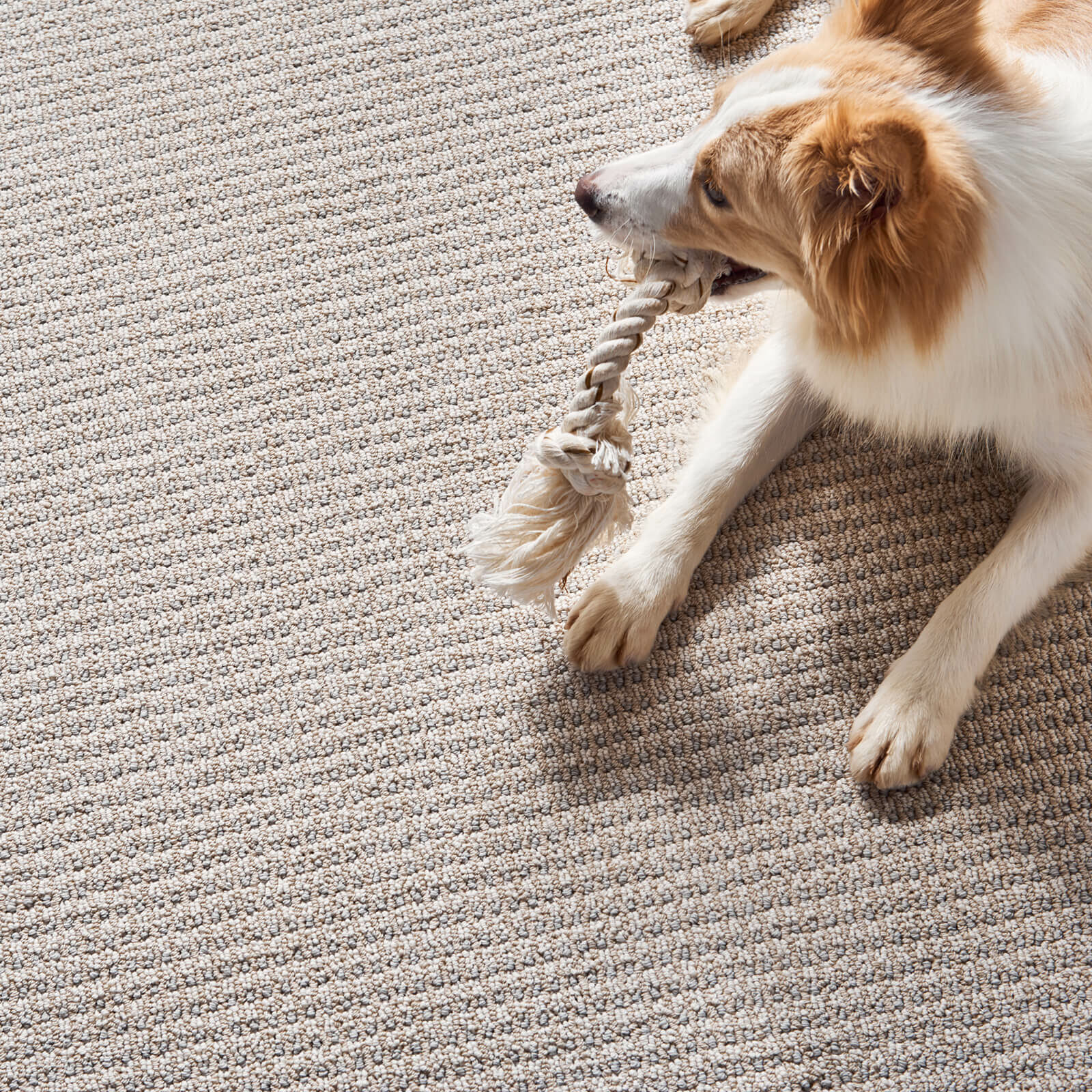 Pet-Friendly Carpet | Hauptman Floor Covering Co Inc